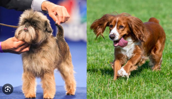 The Affen Spaniel: A Unique Designer Dog Mix